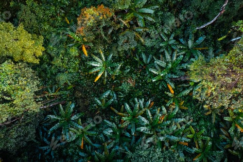 Preview: Aerial view road through green forest
