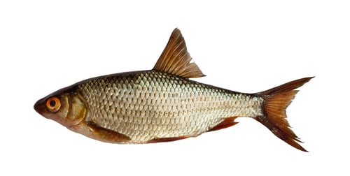 Preview: European roach