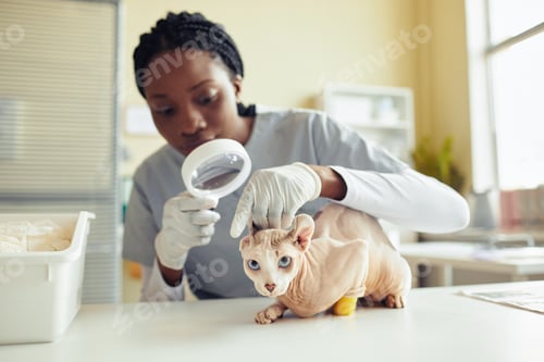 Preview: Hairless Cat at Vet Examination