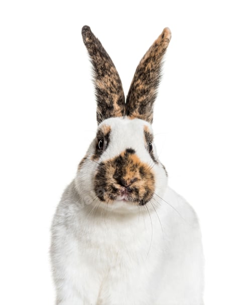 Preview: Checkered Giant rabbit against white background