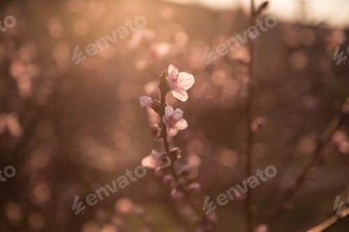 Preview: Beautiful flowering peach. Background with flowers on a spring day, sunset