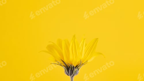 Preview: Yellow flower bud of topinambur on yellow background, top copy space, blurred yellow flower