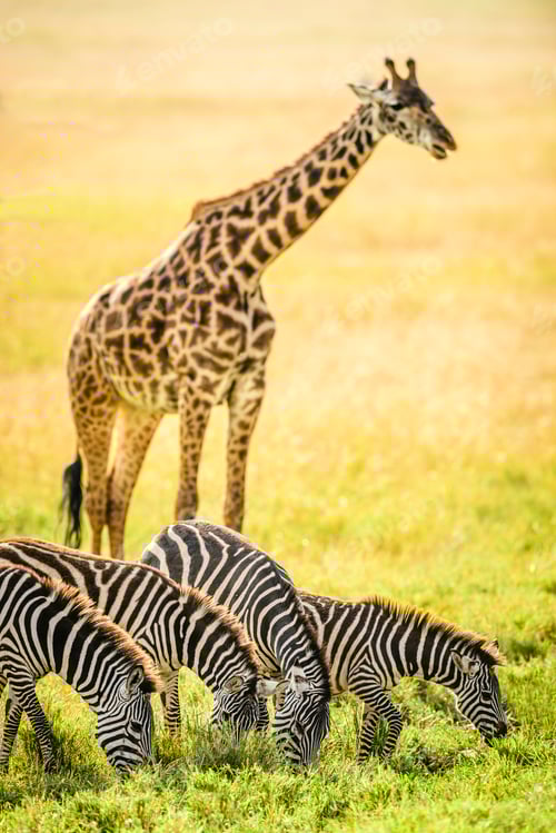 Preview: Giraffes and zebra grazing in savanna
