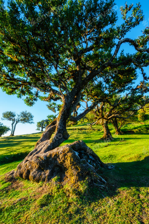Preview: Fanal forest trees on Madeira island, Portugal