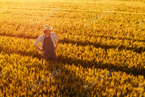 Preview: Aerial view of farmer standing in golden ripe wheat field