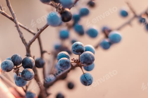 Preview: Wild blackthorn. Blue berries of blackthorn ripen on bushes