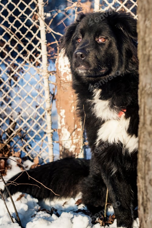 Preview: Beauty black dog