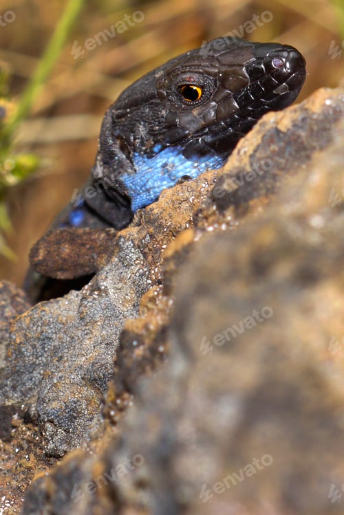 Preview: La Palma lizard, Caldera de Taburiente National Park, Spain