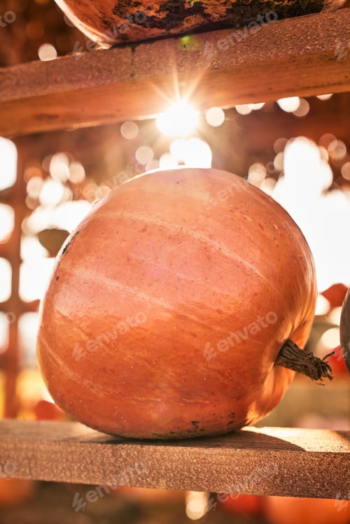 Preview: Perfect round pumpkin for Halloween on market shelf.
