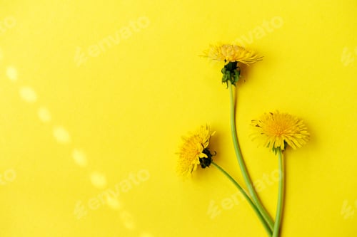 Preview: Three dandelion flowers on a bright yellow background. simple design. light shadow drawing