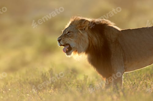 Preview: Big male African lion (Panthera leo) at sunrise, Kalahari desert, South Africa