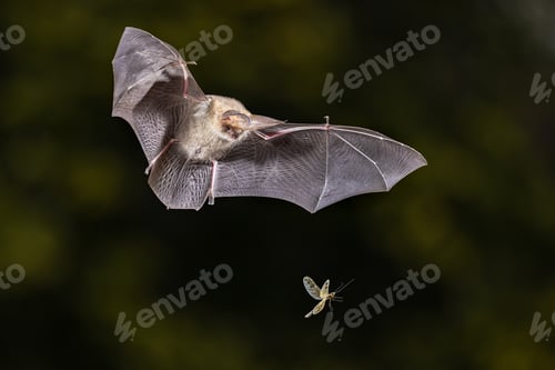 Preview: Brown Long-Eared Bat catching Moth in Forest Environment