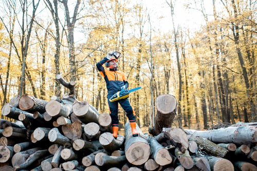 Preview: Professional lumberjack in the forest
