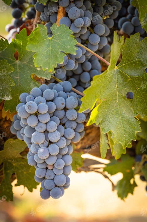 Preview: Beautiful Lush Wine Grape Bushels In The Vineyard