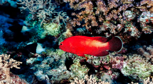 Preview: Red fish swimming in blue ocean water tropical under water. Scuba diving adventure in Maldives