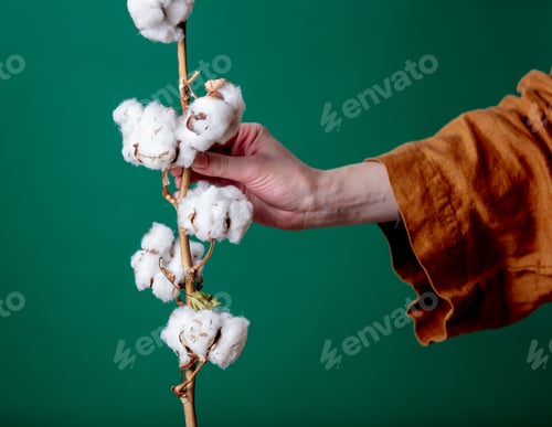 Preview: Female hand in bathrobe holds cotton branch