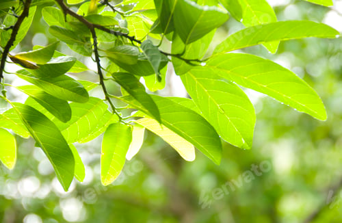 Preview: Natural background of green leaves