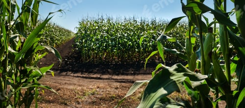 Preview: sectors of demonstration corn fields