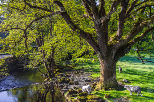 Preview: Autumn tree landscape at the Lake District, Cumbria, England, UK, Europe