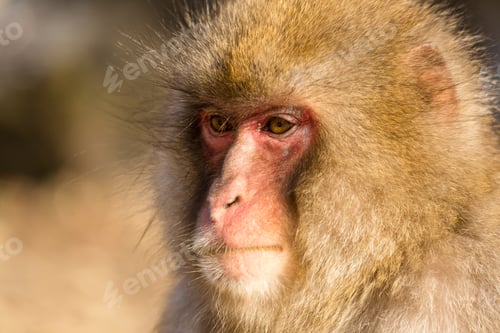 Preview: Thinking Monkey