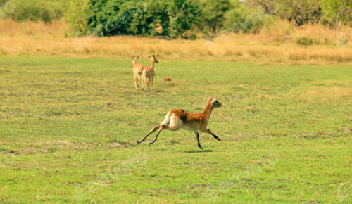 Preview: Antelope sprinting across the grassland in Botswana\'s national park under a clear sky