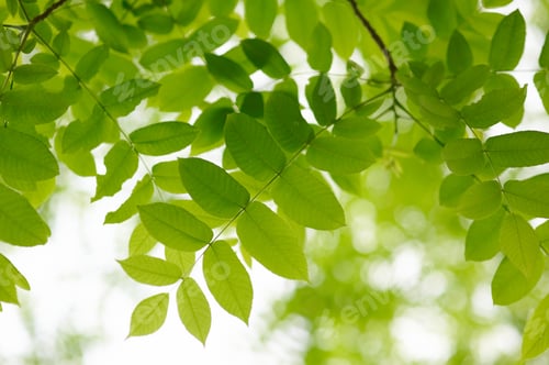 Preview: green leaves with