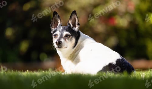 Preview: Adorable Toy Fox Terrier Dog relaxing on grass outside.