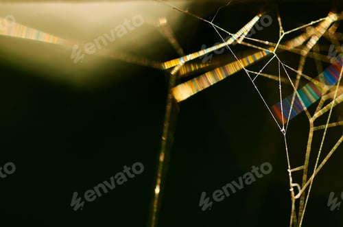 Preview: close-up spider web with sunlight