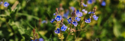 Preview: forget-me-not (myosotis sylvatica) flowers. first bright blue blooming little wildflowers in full bl