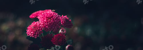 Preview: Pink corn marigolds as know as Kapuru flowers locally in Sri Lanka.
