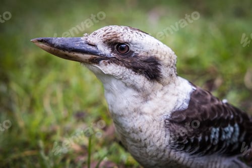 Preview: Australian Kookaburra in the wild.