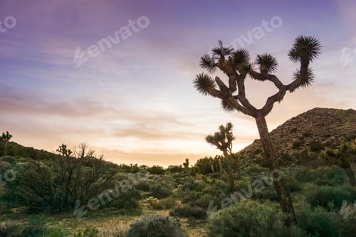 Preview: Joshua Trees (Yucca Brevifolia) on a colorful sunset background