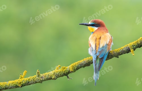 Preview: European bee-eater, merops apiaster. A bird sits on a beautiful branch on a flat background