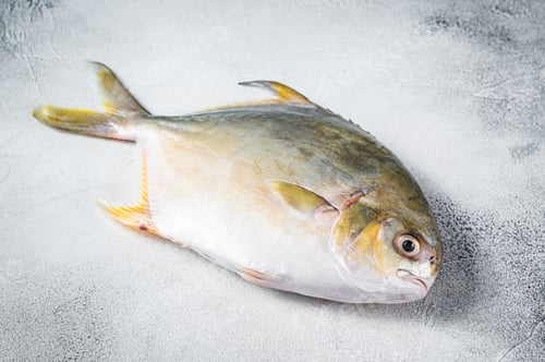 Preview: Fresh raw fish pompano on kitchen table. White background. Top view