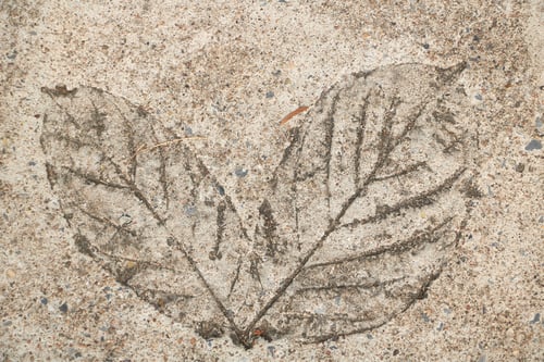 Preview: Leaf print on cement floor