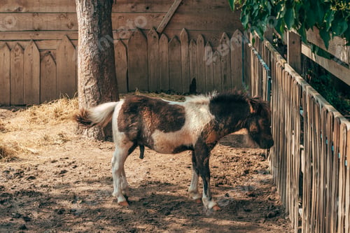 Preview: Male shetland pony horse inside of farm paddock with visible reproductive organ