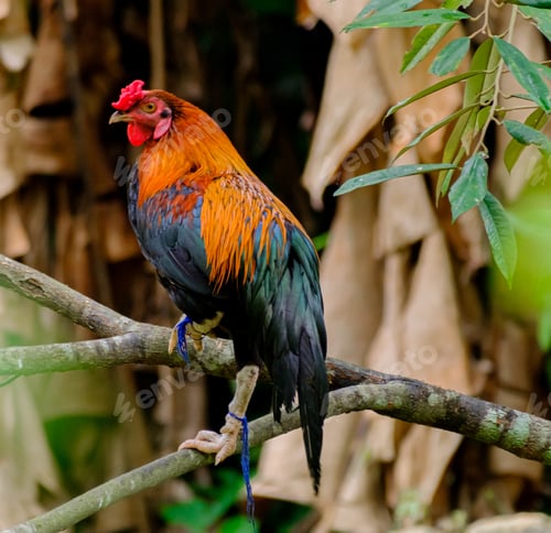 Preview: Image of a rooster perched on a tree branch in Malaysia