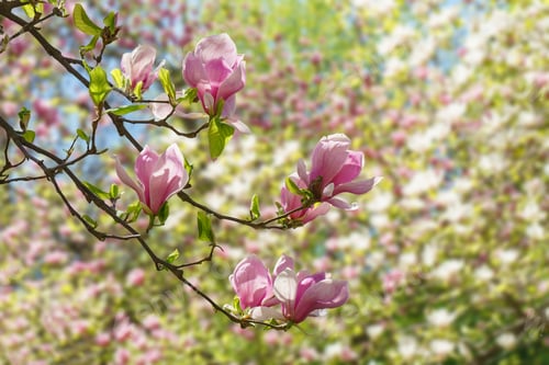 Preview: Blooming Tree Branch With Pink Magnolia Soulangeana Flowers Outdoors