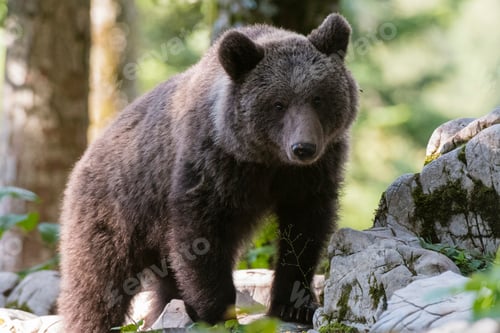 Preview: European brown bear (Ursus arctos) on rocks in Notranjska forest, Slovenia