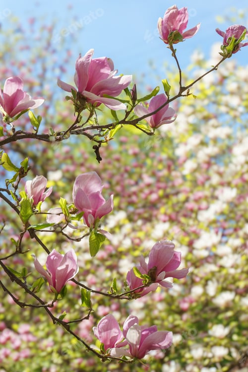 Preview: Blooming Tree Branch With Pink Magnolia Soulangeana Flowers Outdoors