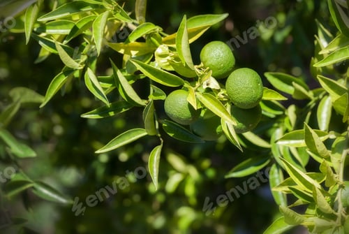 Preview: Lime Tree with Fruits
