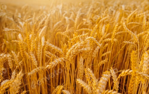 Preview: gold ripe wheat field in sun