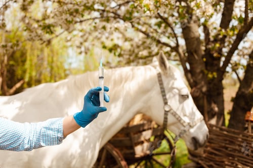 Preview: love, care for animals. nature, spring