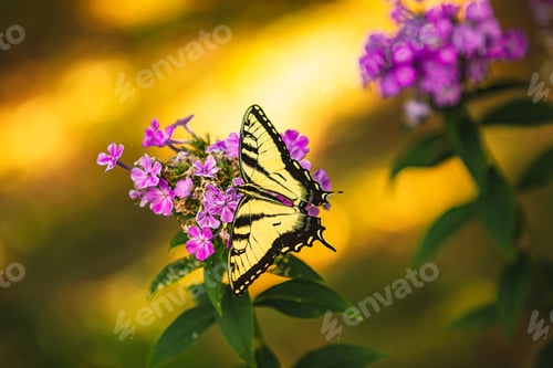 Preview: Yellow Monarch feeds from flower nectar