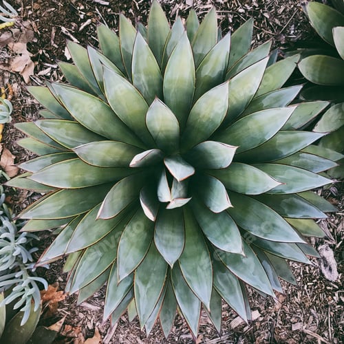 Preview: Giant Succulent