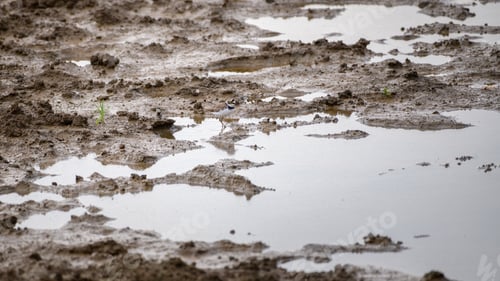 Preview: Little ringed plover foraging on the muddy edge of a pond at Yala National Park.