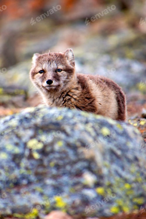Preview: Arctic Fox, Nordvest-Spitsbergen National Park, Norway