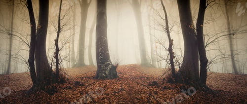 Preview: mysterious foggy woods, surreal landscape