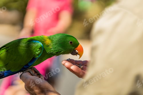 Preview: Green parrot being fed by it's keeper