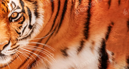Preview: Tiger background. Amur Tiger portrait.